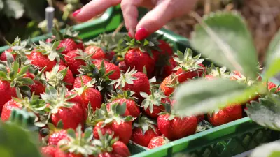 Erdbeerpreise bei Karls bleiben stabil: Keine Erhöhung trotz gestiegener Kosten