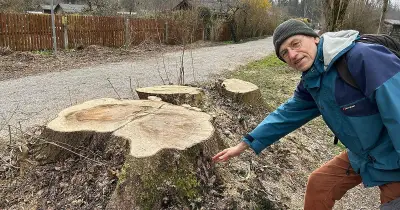 Eschensterben im Isartal: Stadt fällt Bäume, Naturschützer kritisieren Fällpraxis