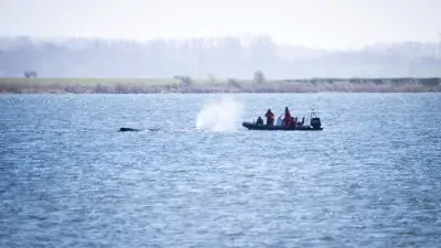 Experten geben Buckelwal an Ostseeküste keine Überlebenschance - Haut würde beim Anheben reißen