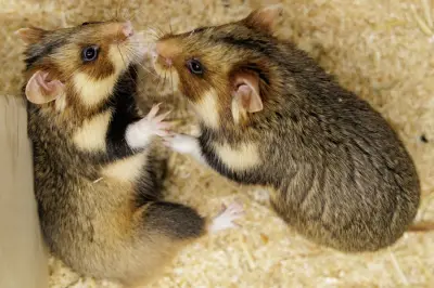 Feldhamster-Nachzucht: Künstlicher Frühling soll bedrohte Art retten