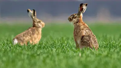 Feldhasen im Landkreis Wittenberg: Experten bewerten aktuelle Bestandsentwicklung