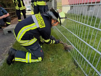 Feuerwehr Celle rettet Igel aus misslicher Lage im Zaun