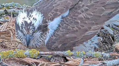 Fischadler in Schlaitz: Neues Paar brütet über ersten Eiern im Nest