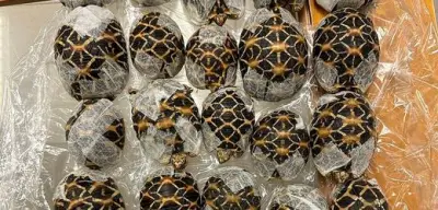 Flughafen Bangkok: Schmugglerin mit 30 Schildkröten unter Kleidung erwischt