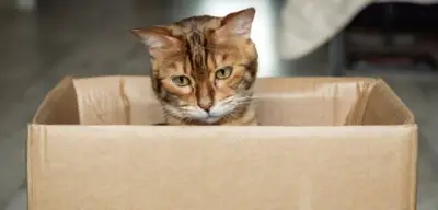 Gericht verurteilt Mann zu Bewährungsstrafe: Katze per Paket nach Deutschland verschickt