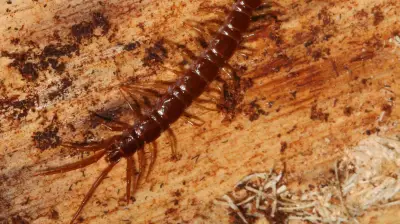 Gerne unter Steinen versteckt: Dieser Mitbewohner fühlt sich in Halle wohl