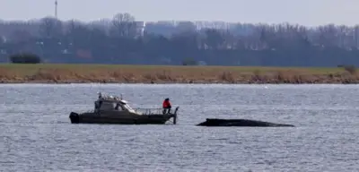 Gestrandeter Buckelwal in der Ostsee überlebt – Experten prüfen nach Ostern Gesundheitszustand