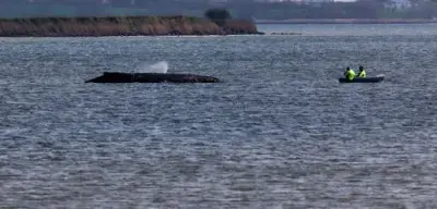 Gestrandeter Buckelwal in der Ostsee: Tier atmet noch, Verletzungen sichtbar