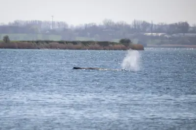 Gestrandeter Buckelwal in Ostsee: Experten bestätigen Sterbeprozess - Rettung unmöglich