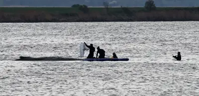 Gestrandeter Buckelwal in Ostsee: Rettungsaktion vor Poel zieht sich weiter hin