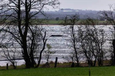 Gestrandeter Buckelwal in Ostsee: Wasserqualität wird geprüft – Gutachten am Dienstag erwartet