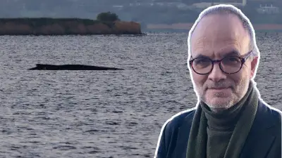 Gestrandeter Buckelwal Timmy: Symbol für ein gespaltenes Land zwischen Aktionismus und Realität