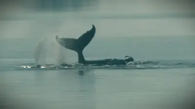 Gestrandeter Buckelwal Timmy vor Wismar: Plötzliche Bewegungen geben Rätsel auf