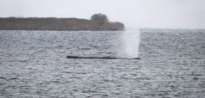 Gestrandeter Buckelwal vor Poel: Ministerium bekräftigt Ende aller Rettungsversuche in der Ostsee