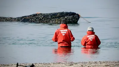 Gestrandeter Buckelwal vor Poel: Rettungsversuch scheitert - Netz verschwindet aus Maul