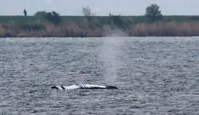 Gestrandeter Buckelwal vor Poel schwimmt wieder - Rettungsaktion im Zeitplan