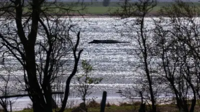 Gestrandeter Buckelwal vor Poel: Warum die Emotionen in Deutschland so hochkochen