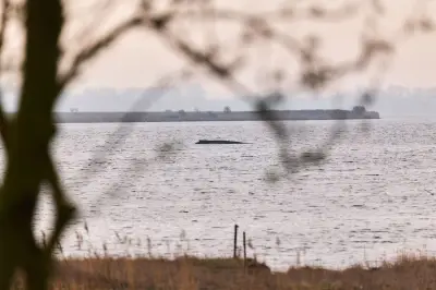Gestrandeter Buckelwal vor Poel: Zustand unverändert – Experten erwarten Tod in der Bucht