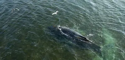Gestrandeter Buckelwal vor Wismar: Experten sehen keine Rettung mehr