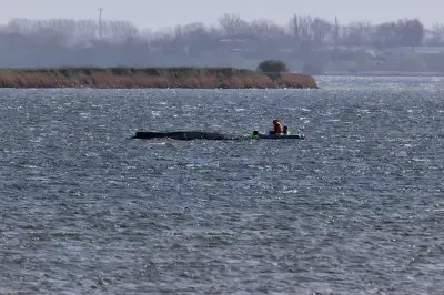 Gestrandeter Buckelwal vor Wismar kämpft weiter ums Überleben