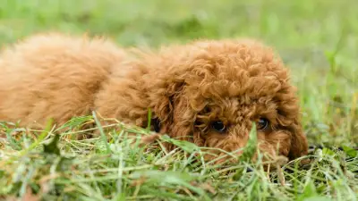 Giftköder in Bretzfeld: Pudel und Terrier sterben qualvoll durch Insektizid