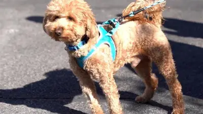 Goldendoodle am Flughafen ausgesetzt: Polizist wird zum Retter und neuen Besitzer