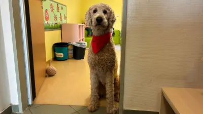 Goldendoodle Rocket: Erster Kita-Begleithund im Landkreis Ludwigslust-Parchim
