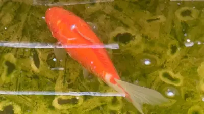 Goldfisch fällt vom Himmel in Halle: Unglaubliche Rettungsgeschichte mit Graureiher