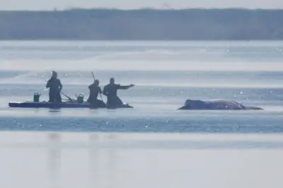 Greenpeace: Buckelwal vor Poel hat kaum Überlebenschancen trotz Rettungsversuch