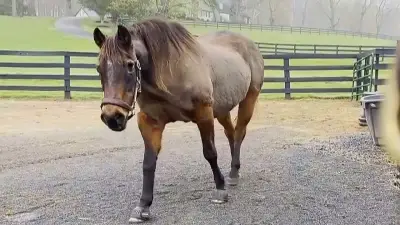 Guinness-Rekord: Fancy ist offiziell das älteste Pferd der Welt