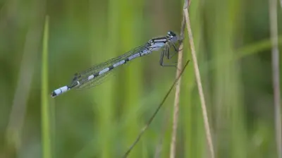 Halles tierische Nachbarn: Ein Jahr voller tierischer Entdeckungen in der Stadt