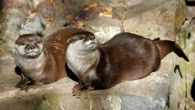 Halles tierische Rückkehrer: Der geschickte Schwimmer erobert die Saale zurück