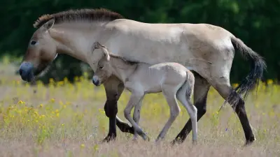 Hanau will Wildpferd-Herde aufstocken: Przewalski-Pferde als Landschaftspfleger