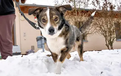 Happy End für Lebensretter-Hund Tim: Vom Dessauer Tierheim nach Döbeln