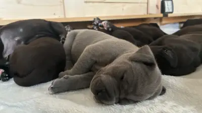 Hundehalterin mit 19 Welpen wehrt sich gegen Hasskommentare: „Wir sind keine schlechten Menschen“