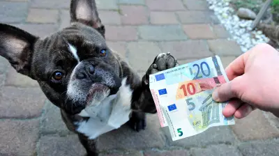 Hundesteuer in Südharz steigt ab 2027: Ausnahmen und Details der geplanten Erhöhung