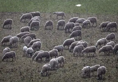 Husky tötet Lamm in Apolda: Polizei sucht Zeugen nach Vorfall mit freilaufendem Hund