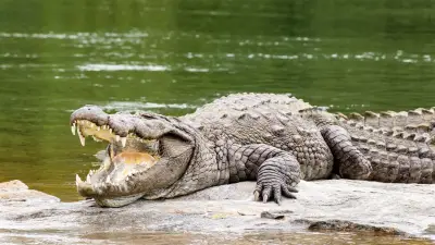 Indiens ungewöhnlicher Grenzschutzplan: Krokodile gegen illegale Einwanderer