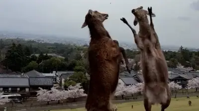 Influencerin filmt Hirsch-Prügelei in Japan: Tierischer Zweikampf erheitert das Netz