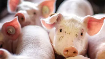 Insolvenz bei XXL-Sauenbetrieb in Jessen: 30.000 Schweine betroffen - Inhaber ist Tierarzt