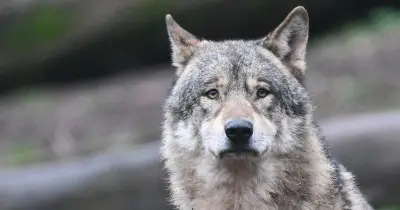 Junger Wolf im Bayerischen Wald bei Verkehrsunfall getötet - Polizei und Nationalpark bestätigen Vorfall