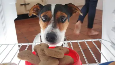 Kalorienfalle Hundesnacks: Warum Leckerlis die Gesundheit gefährden