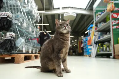 Katze Lotti wohnt im Plöner Baumarkt: Tierische Mitarbeiterin erobert Herzen