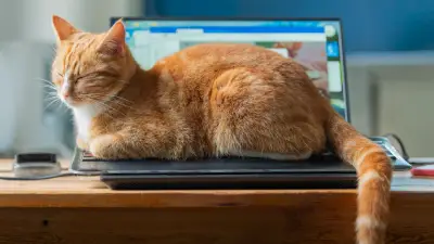 Katze verhindert PC-Brand: Tierisches Frühwarnsystem rettet Hardware