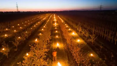 Kerzen und Frostbooster: Obstbauern kämpfen gegen späte Nachtfröste in Sachsen-Anhalt