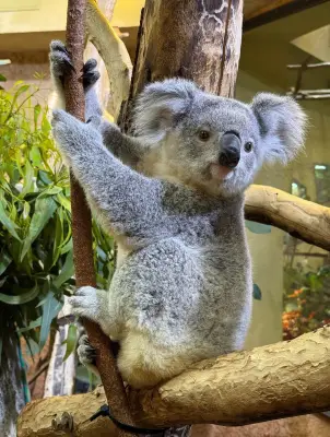 Koala-Wechsel im Dresdner Zoo: Kiri zieht nach Duisburg, Kamaroo kommt