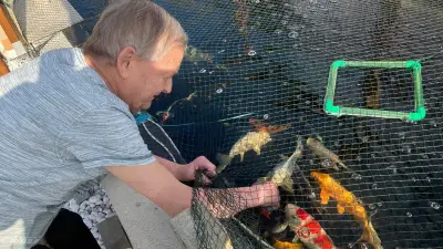 Koi-Zucht in Weißenfels: Ein farbenfrohes Hobby mit japanischen Zuchtkarpfen