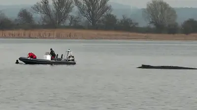 Kuriose Rettungsaktion in der Ostsee: Frau schwimmt zu gestrandetem Wal