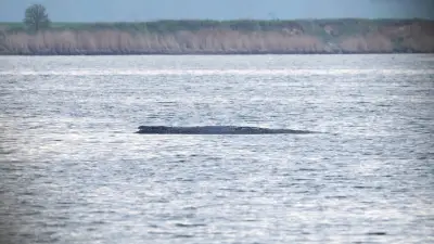 Letzte Rettungsaktion für gestrandeten Buckelwal vor Poel beginnt: Private Initiative startet riskante Bergung