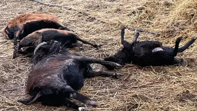 Luchs riss 27 Schafe im Südharz: Was passiert mit dem Raubtier?